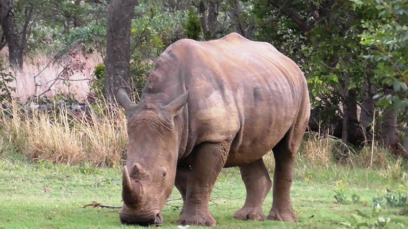 Pic (3).jpg - White Rhino